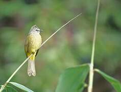 Bulbul flavescent