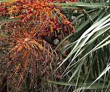 Red-whiskered Bulbul