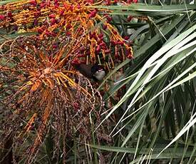 Bulbul orphée