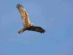 Western Marsh Harrier