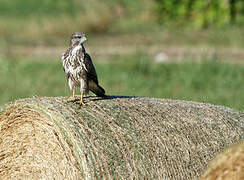 Common Buzzard