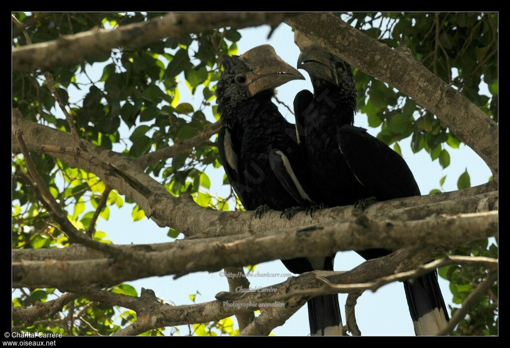 Silvery-cheeked Hornbill