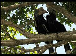 Silvery-cheeked Hornbill