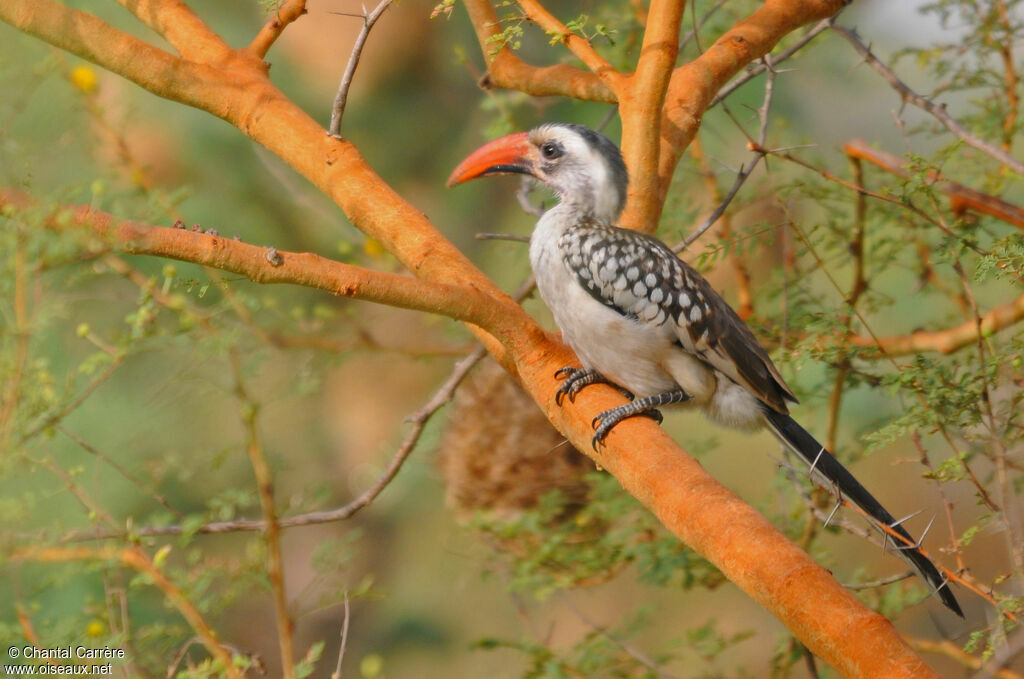 Western Red-billed Hornbill