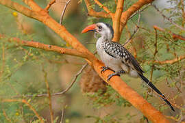 Western Red-billed Hornbill