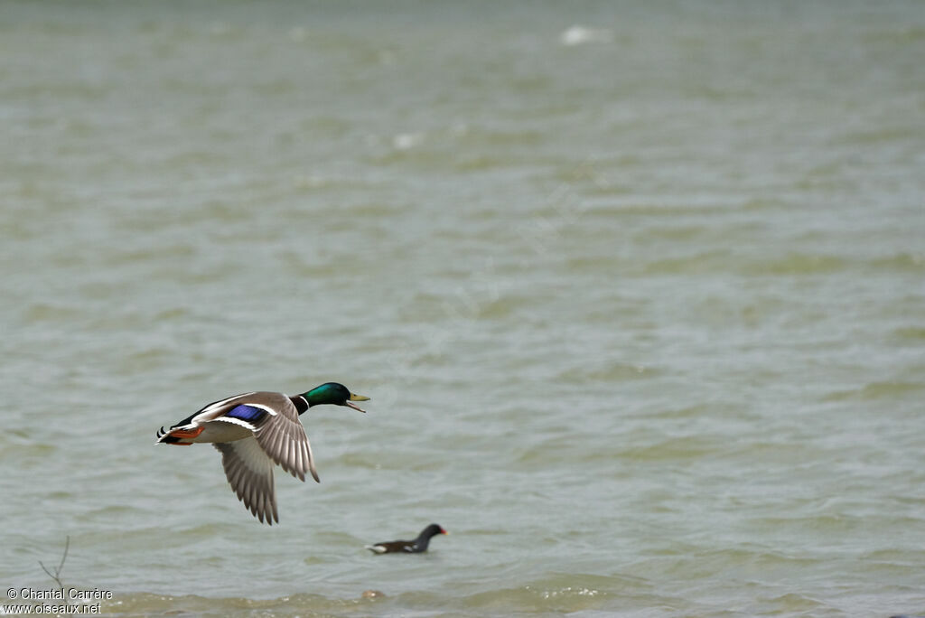 Canard colvert