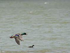 Canard colvert