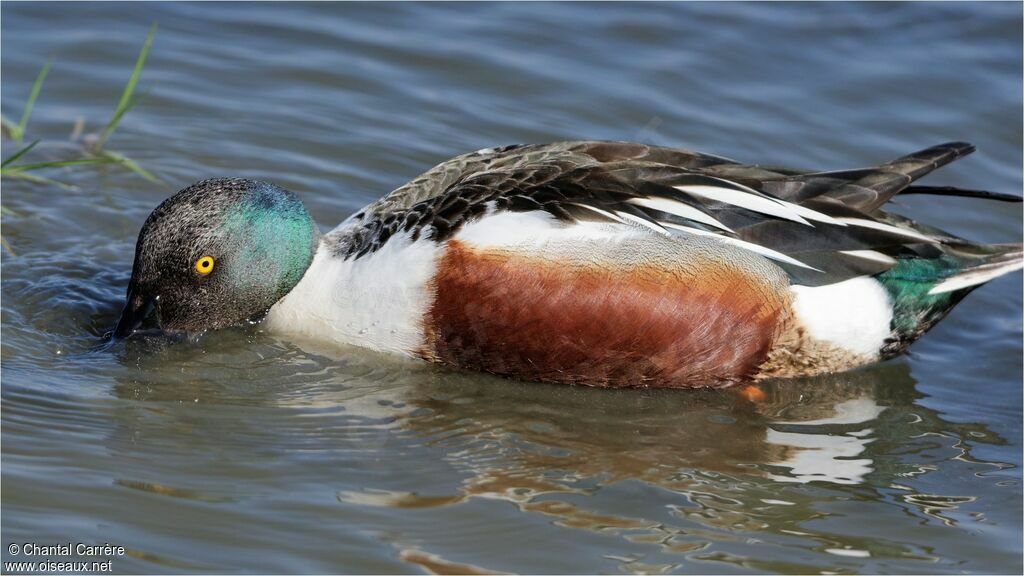 Canard souchet