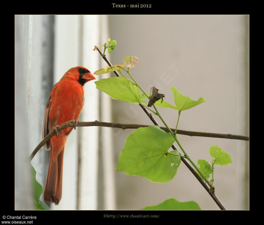 Cardinal rouge