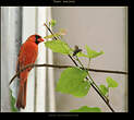 Cardinal rouge