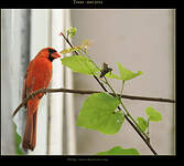 Cardinal rouge