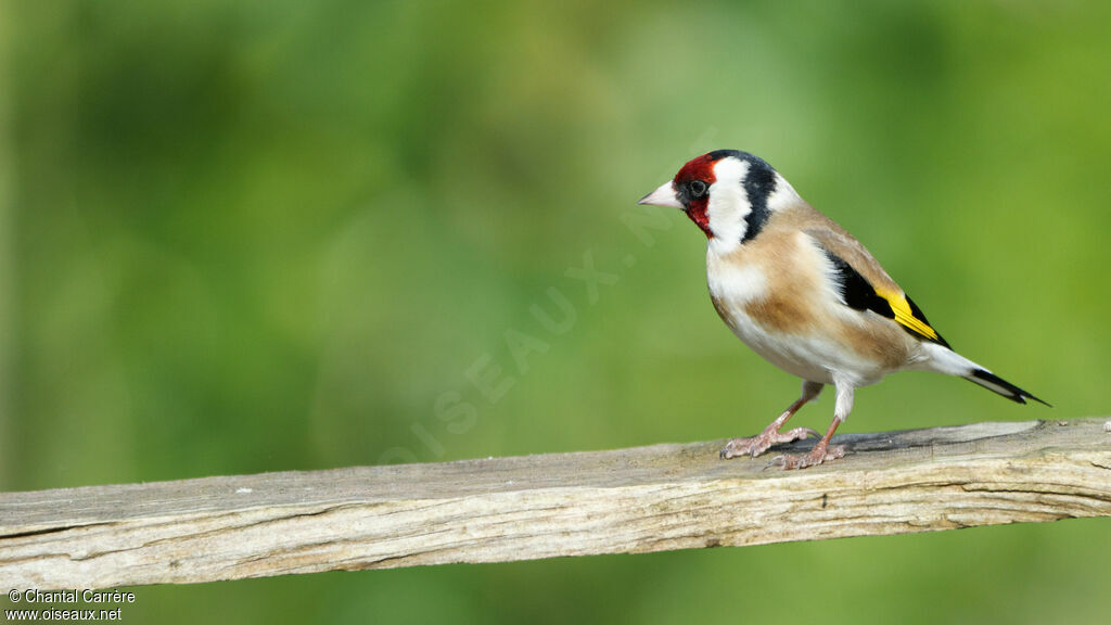 European Goldfinch