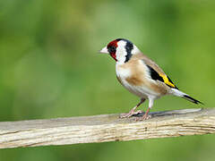 European Goldfinch