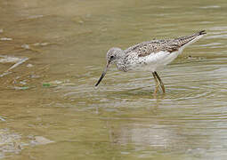 Common Greenshank