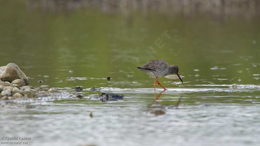 Common Redshank