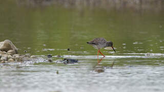 Common Redshank