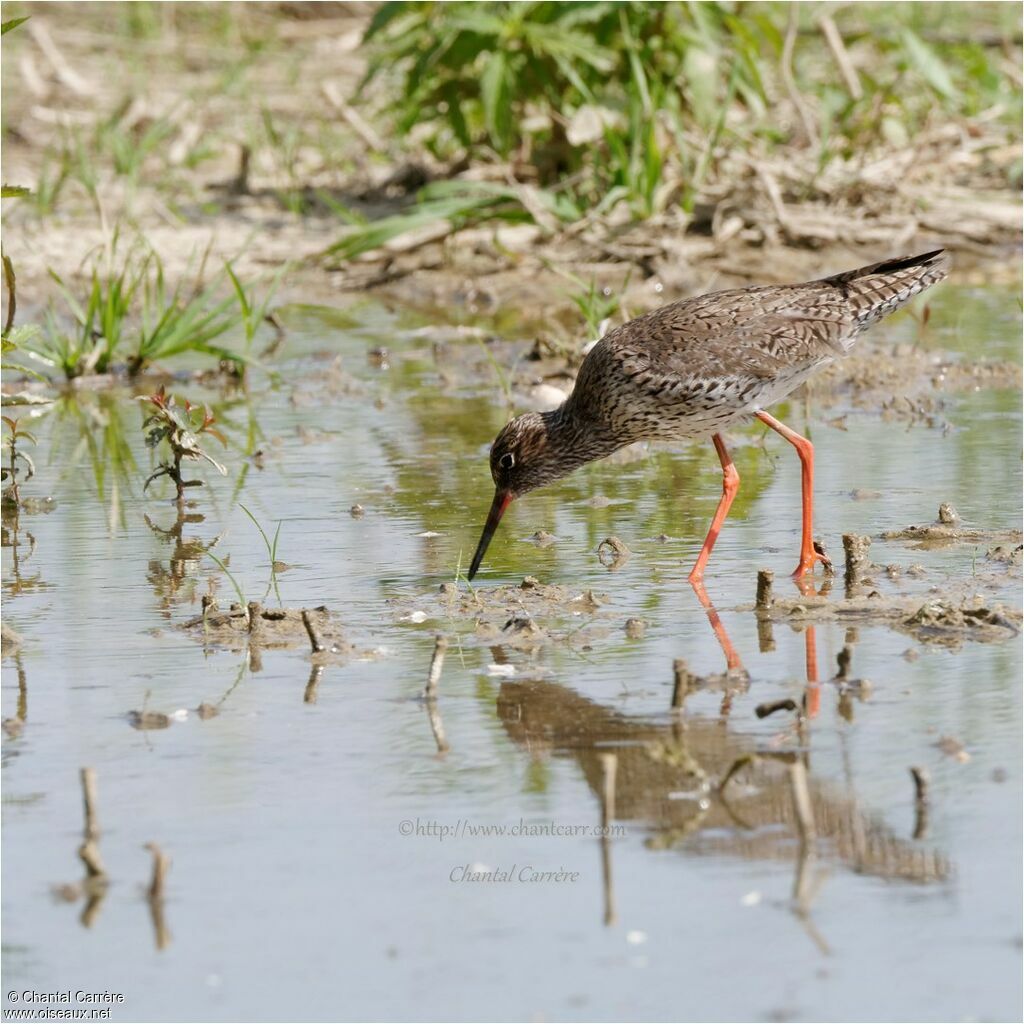 Common Redshank