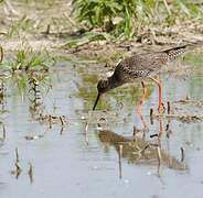 Common Redshank