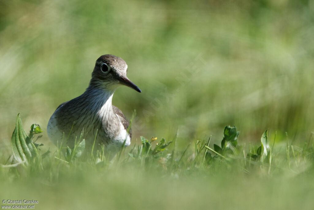 Common Sandpiper