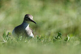 Common Sandpiper