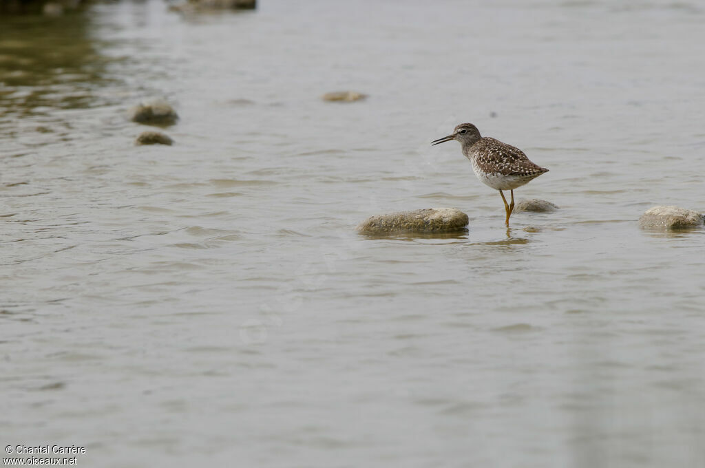 Wood Sandpiper