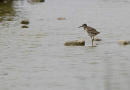 Wood Sandpiper