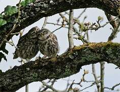 Little Owl