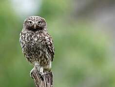 Little Owl