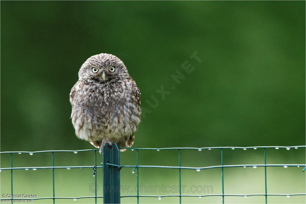 Little Owl