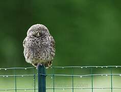 Little Owl