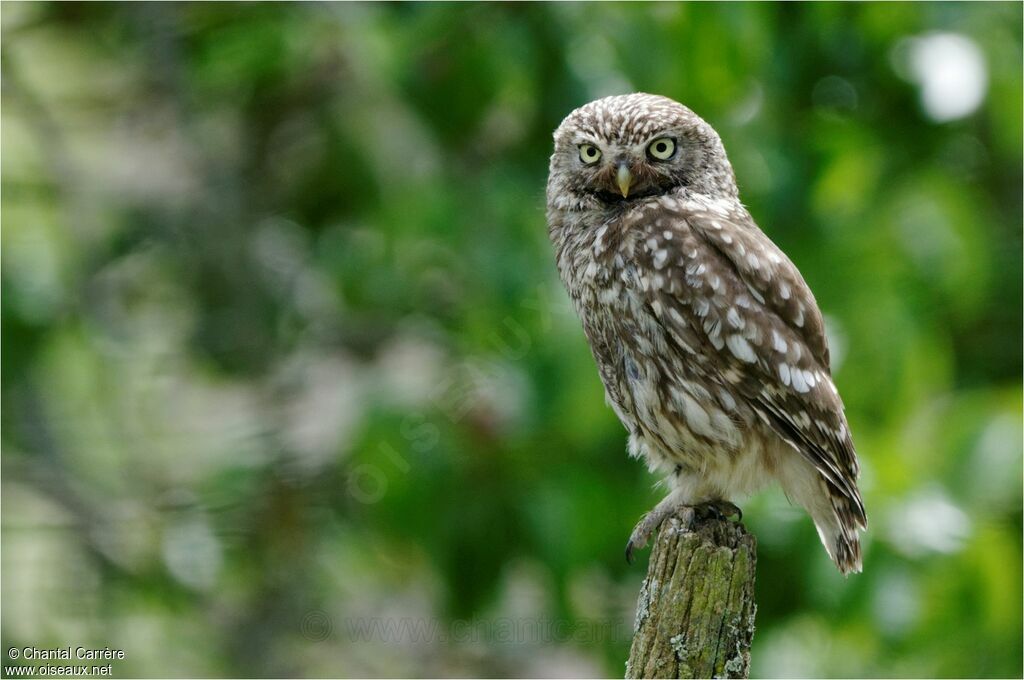 Little Owl