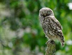 Little Owl