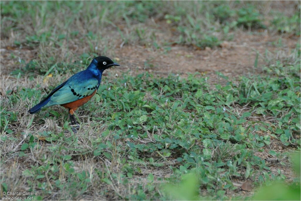 Superb Starling