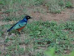 Superb Starling