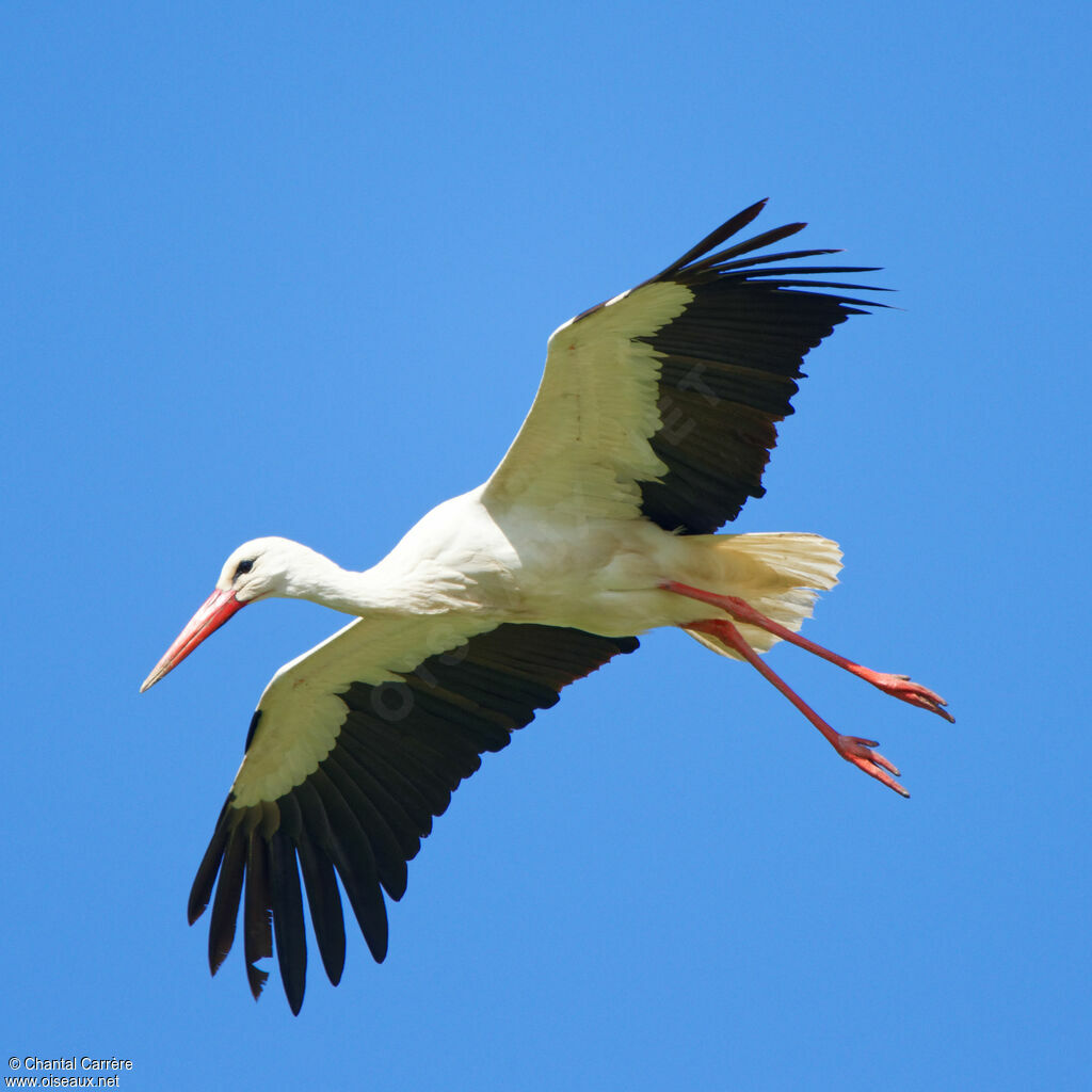 Cigogne blanche