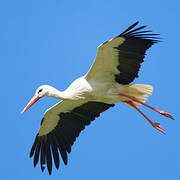 White Stork