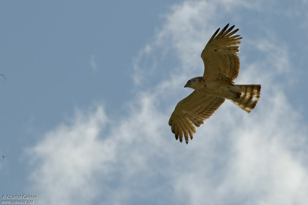 Short-toed Snake Eagle