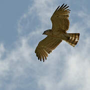 Short-toed Snake Eagle