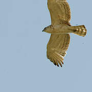 Short-toed Snake Eagle