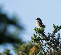 Zitting Cisticola