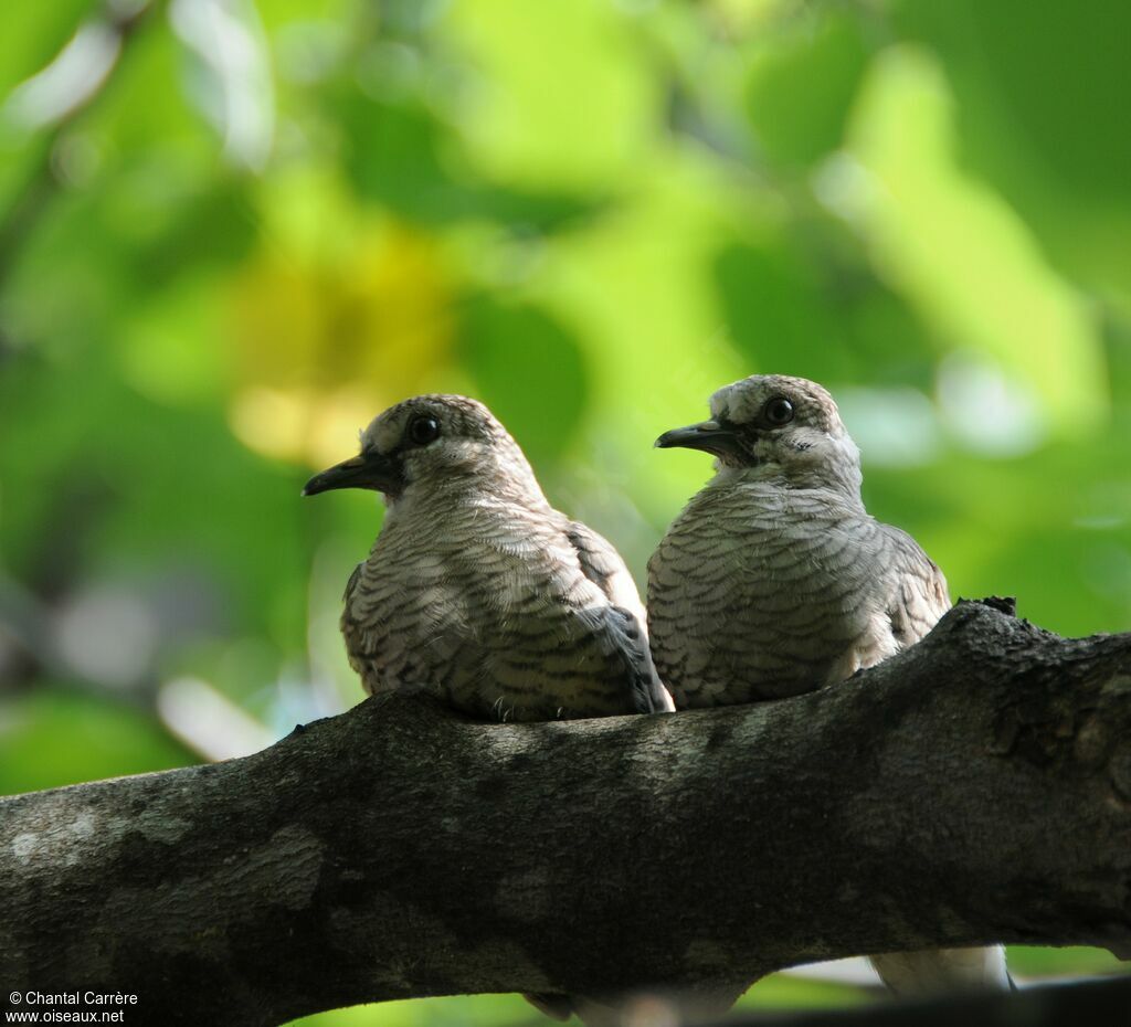 Inca Dove