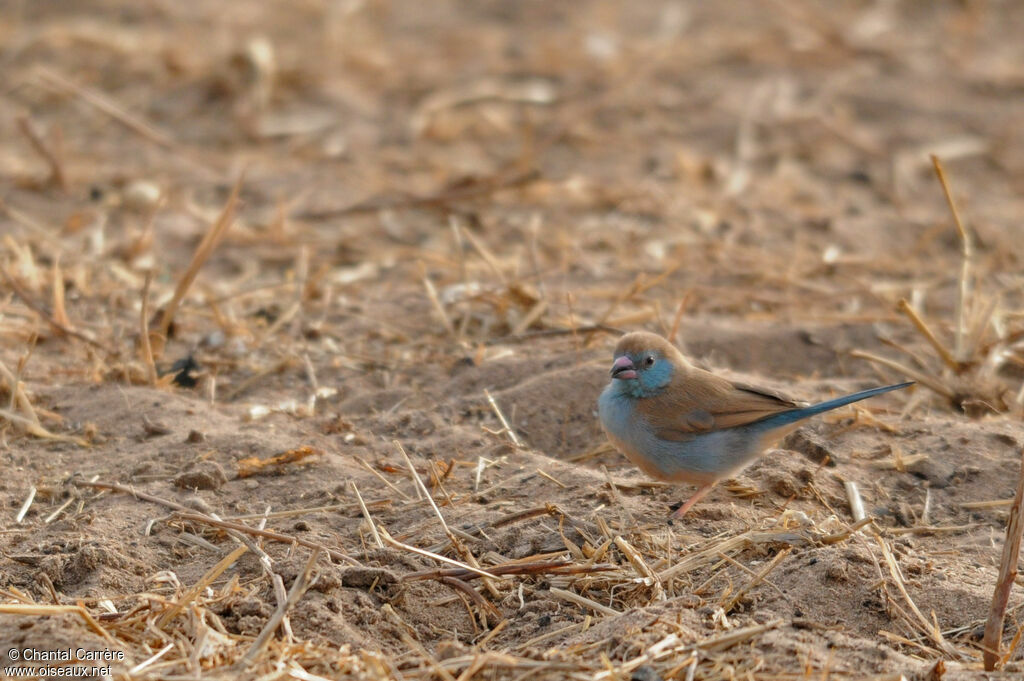 Cordonbleu à joues rouges femelle