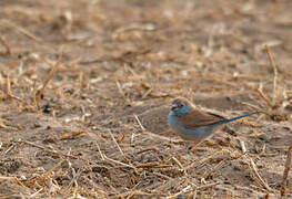 Red-cheeked Cordon-bleu