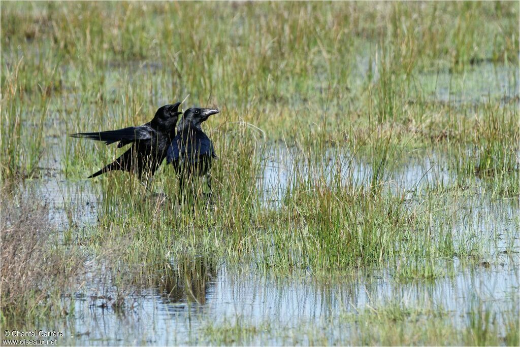 Corneille noire