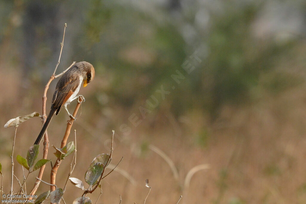 Yellow-billed Shrike