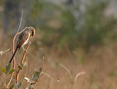 Yellow-billed Shrike