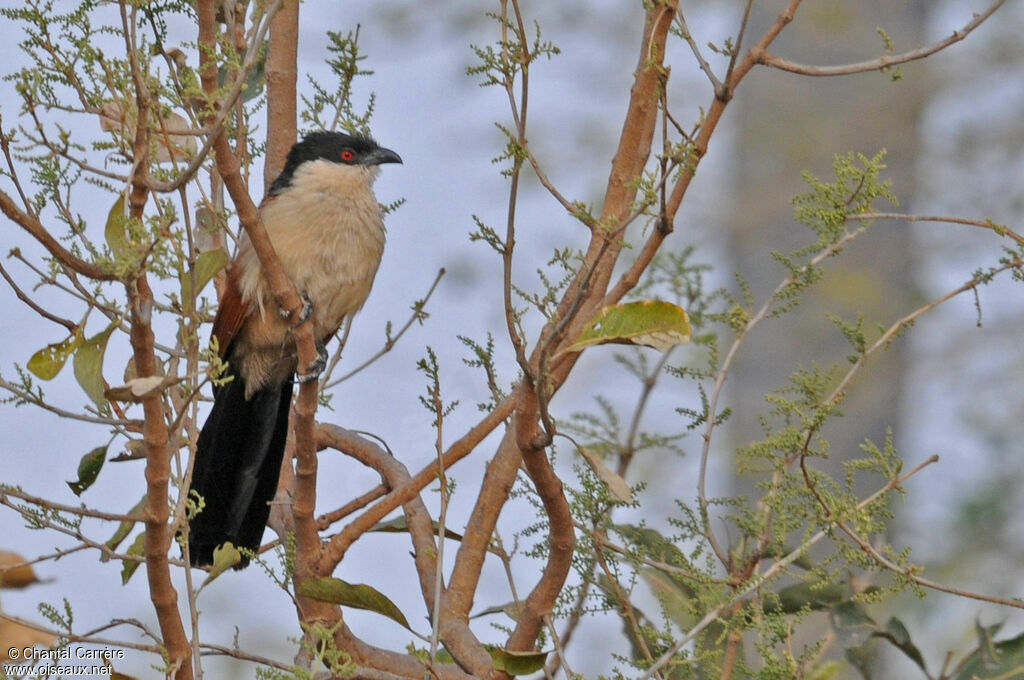 Senegal Coucal