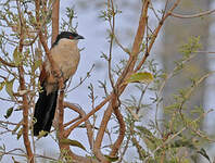 Coucal du Sénégal