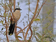 Senegal Coucal