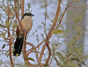 Coucal du Sénégal